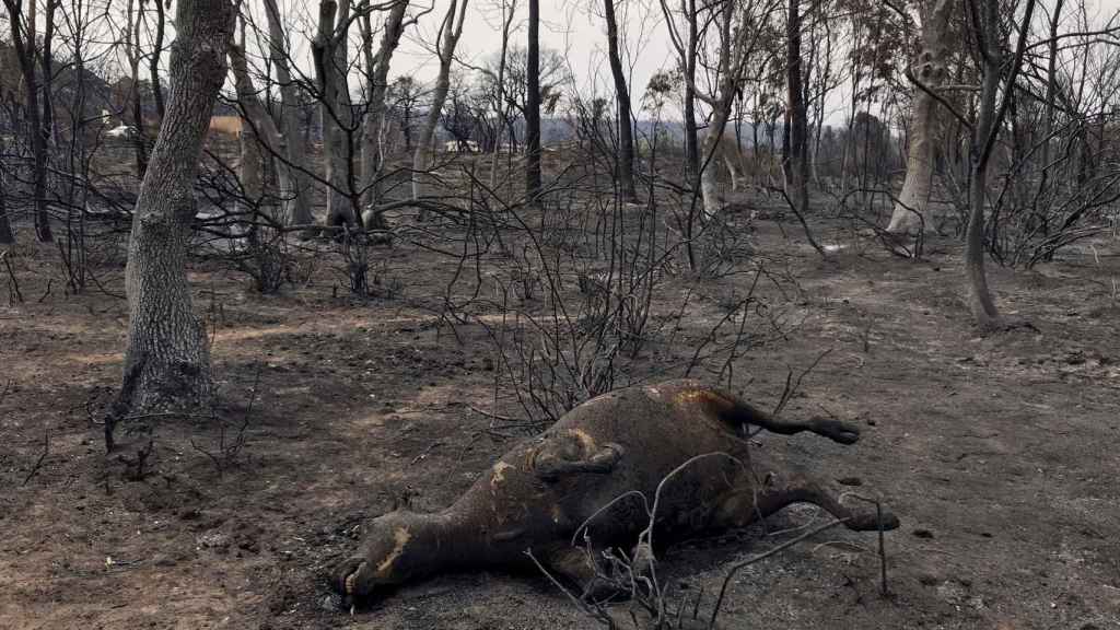 La carcasse d'un animal piégé par le feu dans la province d'Al Tarf, en Algérie.